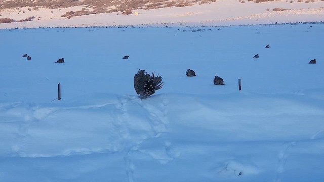 Greater Sage-Grouse - ML614741538