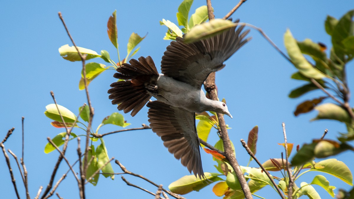 Malabar Imperial-Pigeon - ML614741608