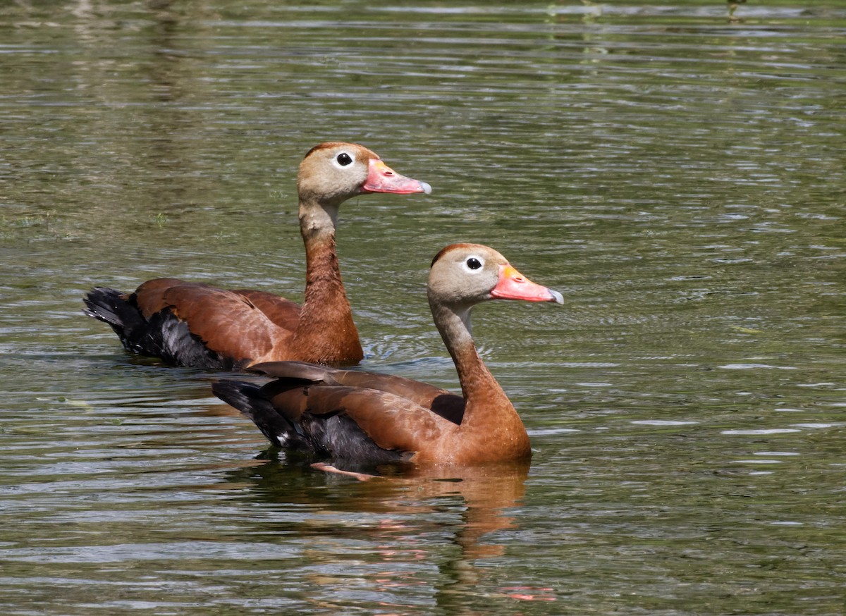 Black-bellied Whistling-Duck - Leslie Holzmann