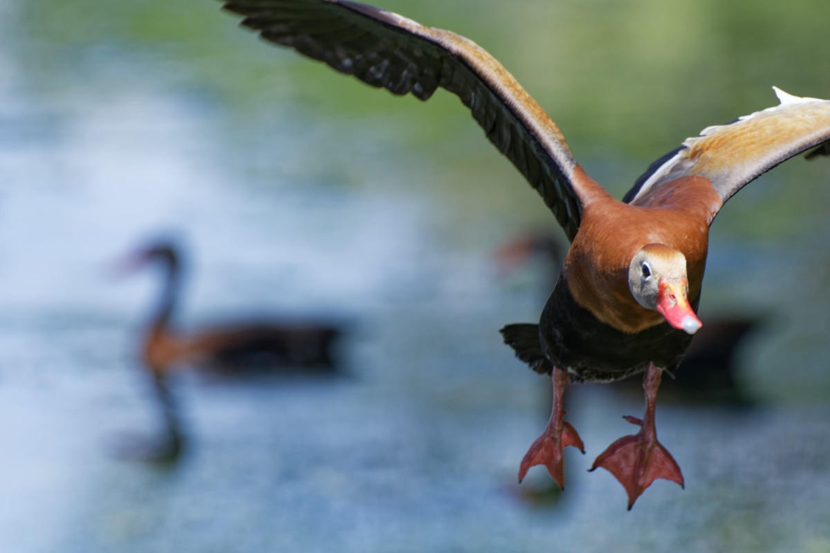 Black-bellied Whistling-Duck - ML614741630