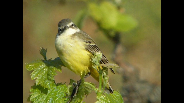 Western Yellow Wagtail (feldegg) - ML614741657