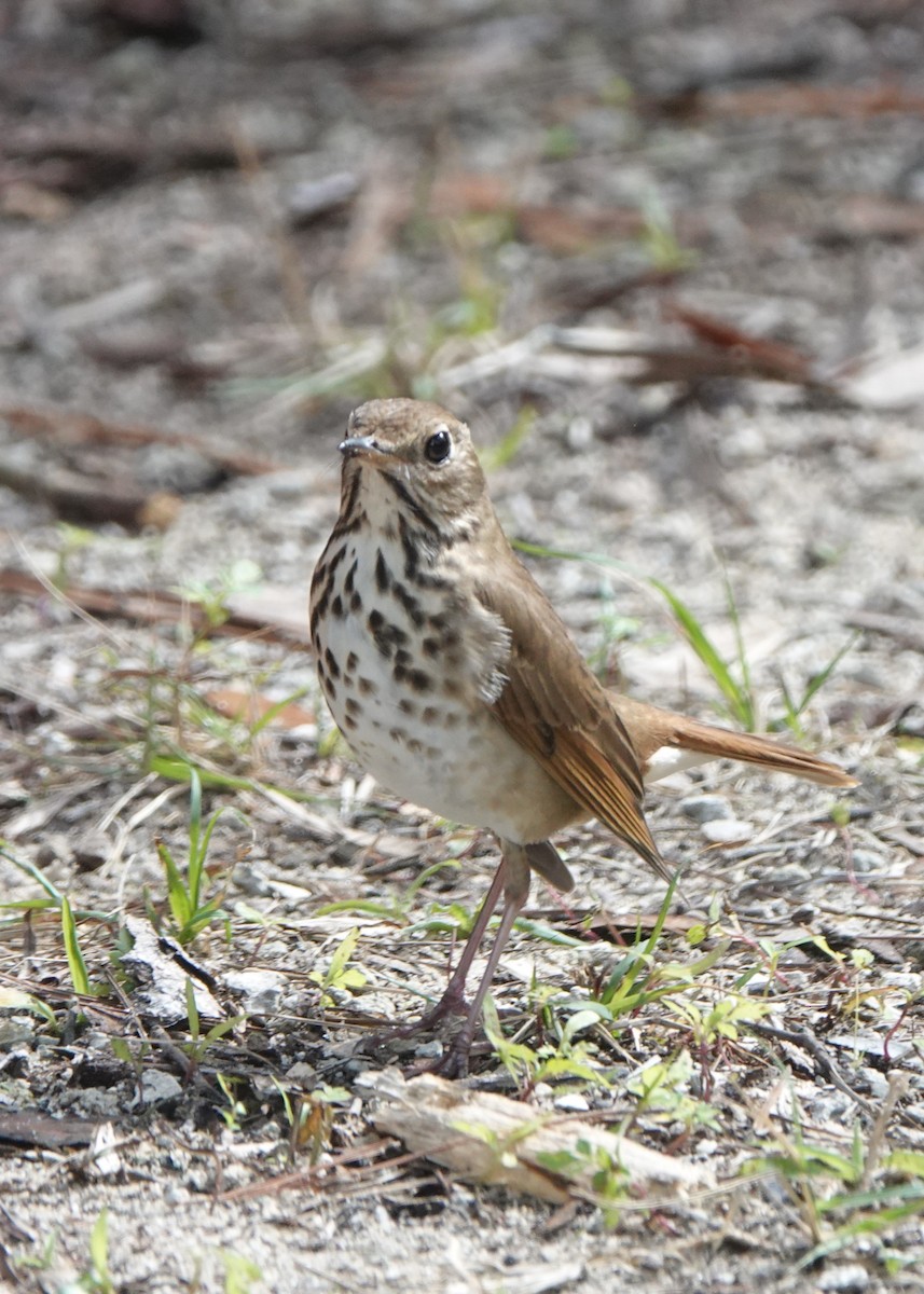 Hermit Thrush - ML614741748