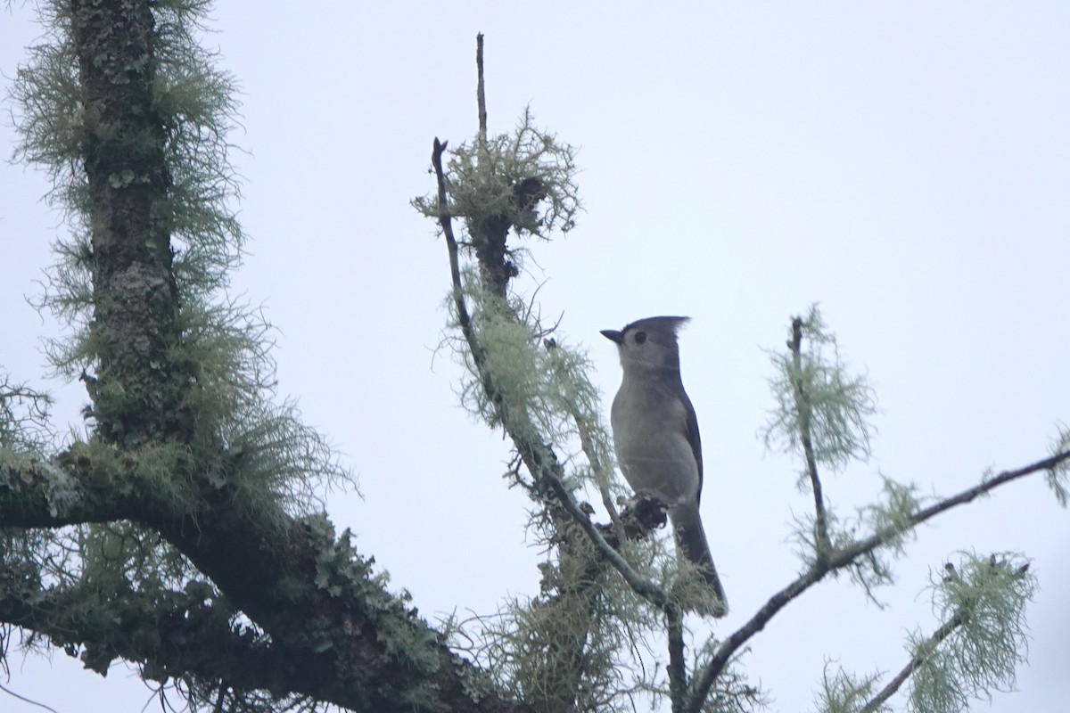 Tufted Titmouse - ML614741789