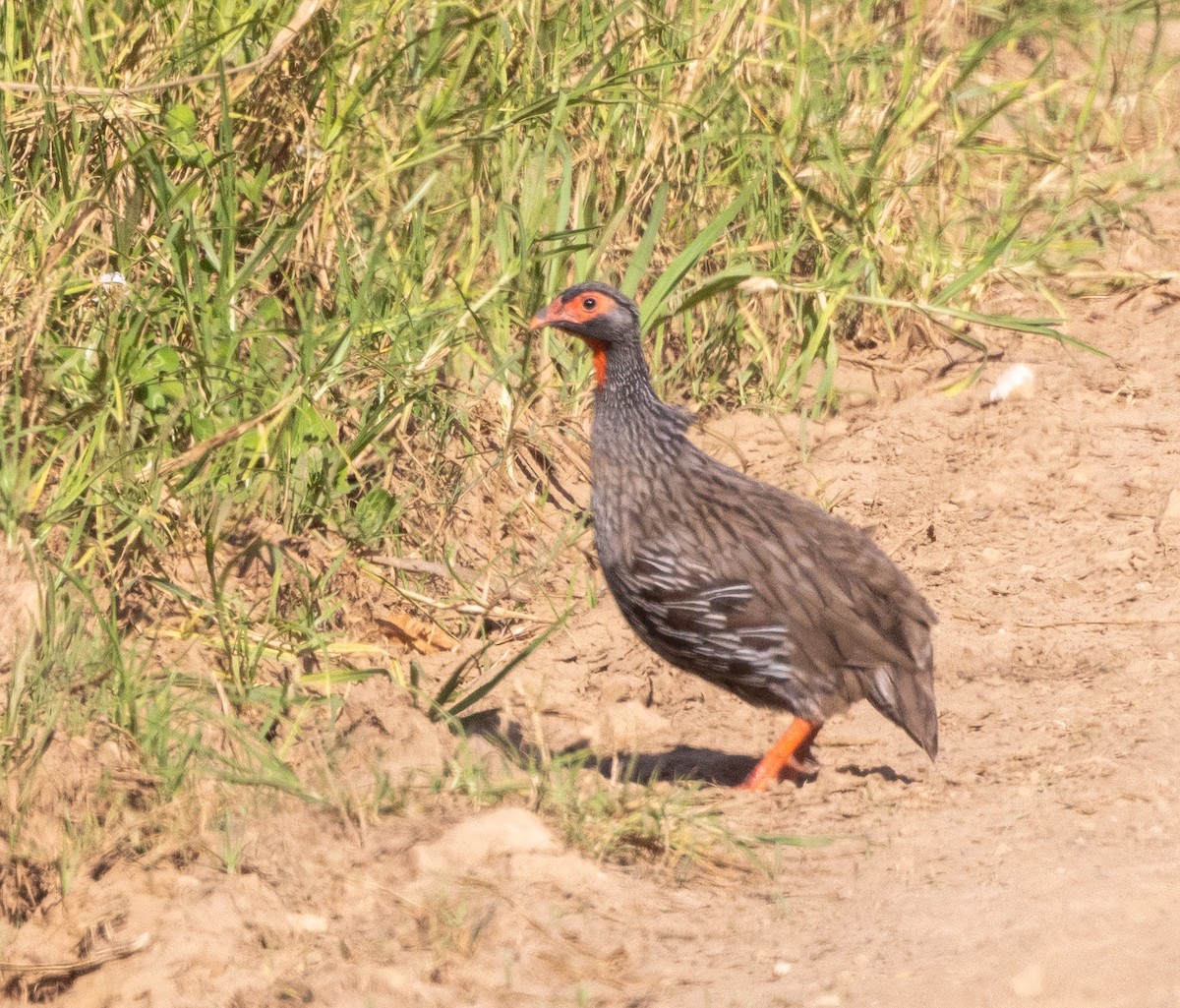 Red-necked Spurfowl (Southern) - Marie Lister