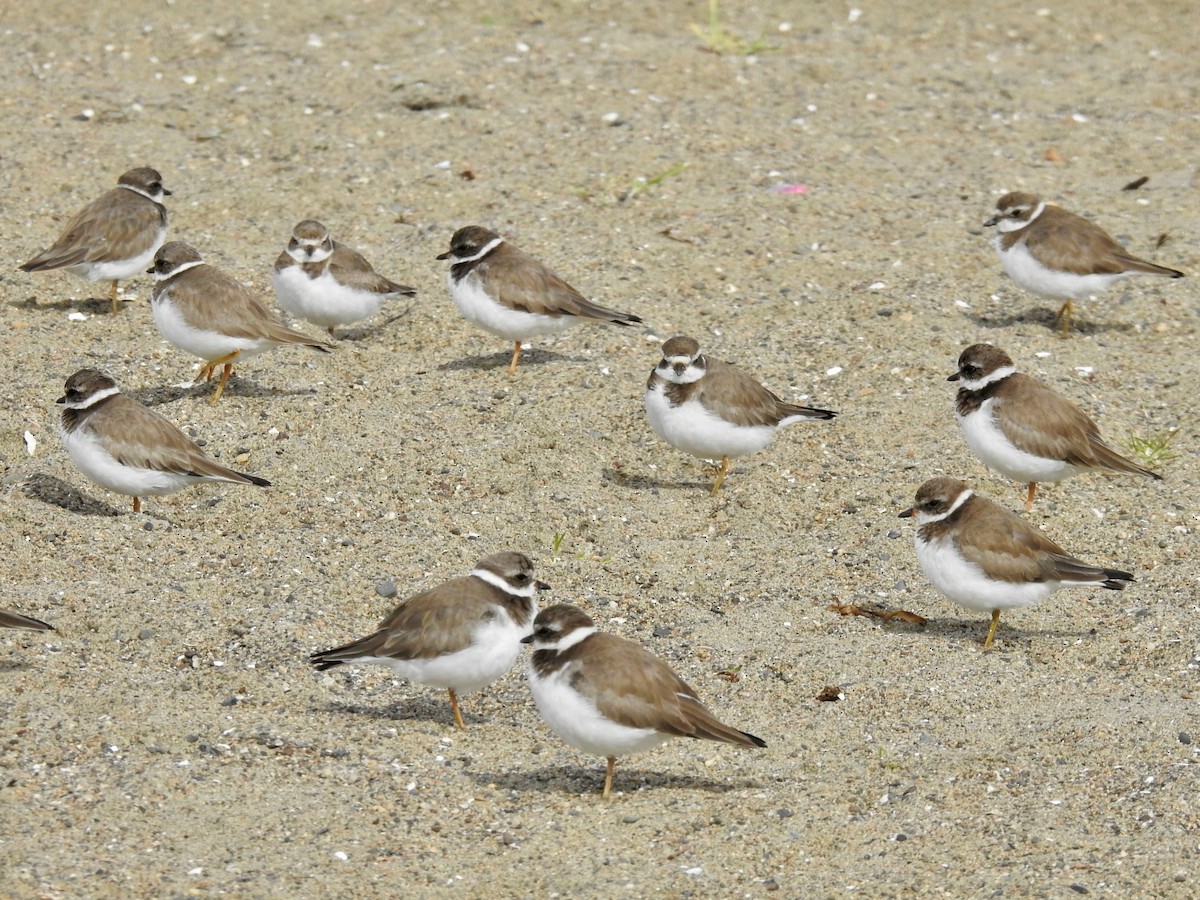 Semipalmated Plover - ML614741915