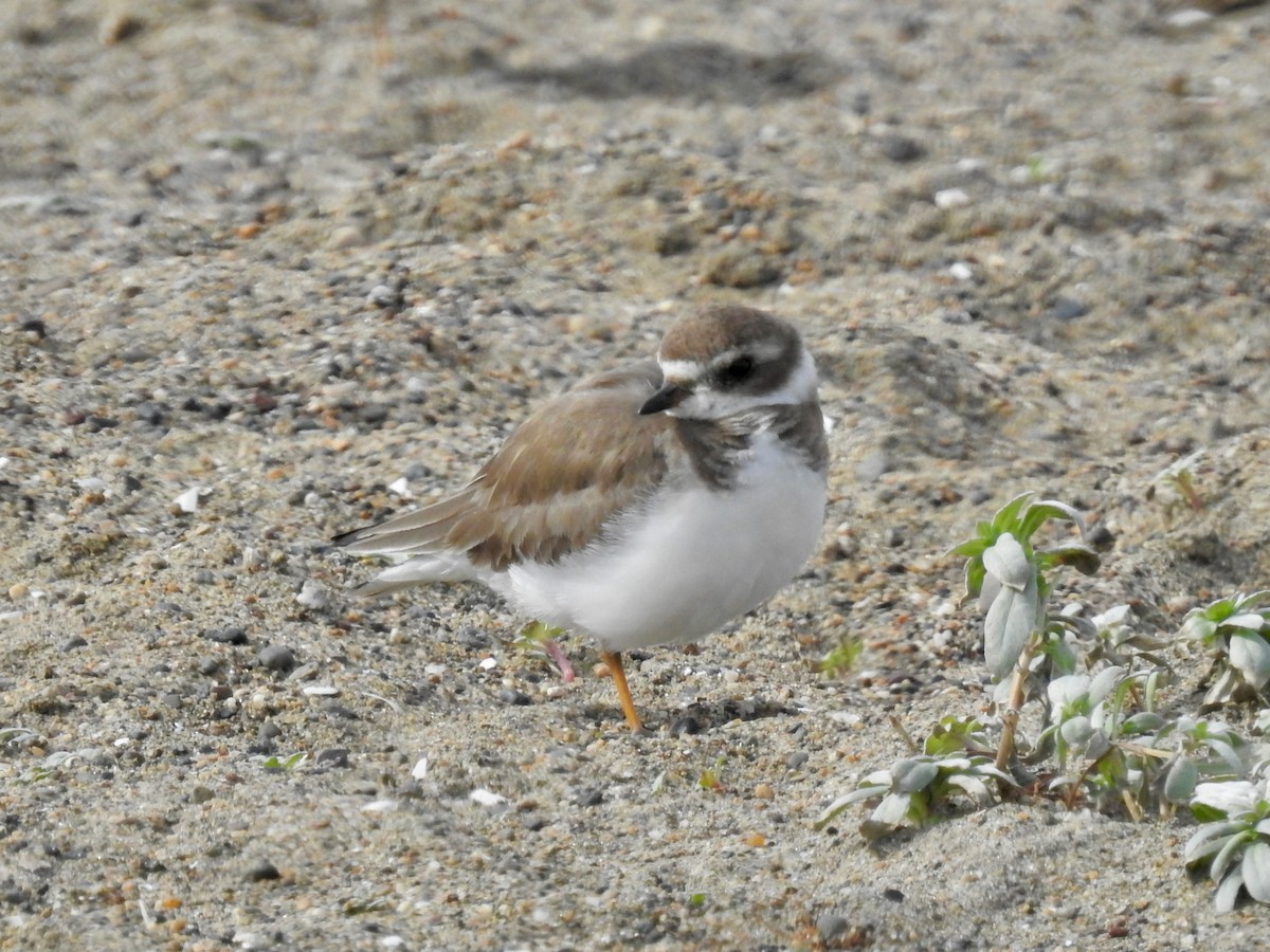 Semipalmated Plover - ML614741941