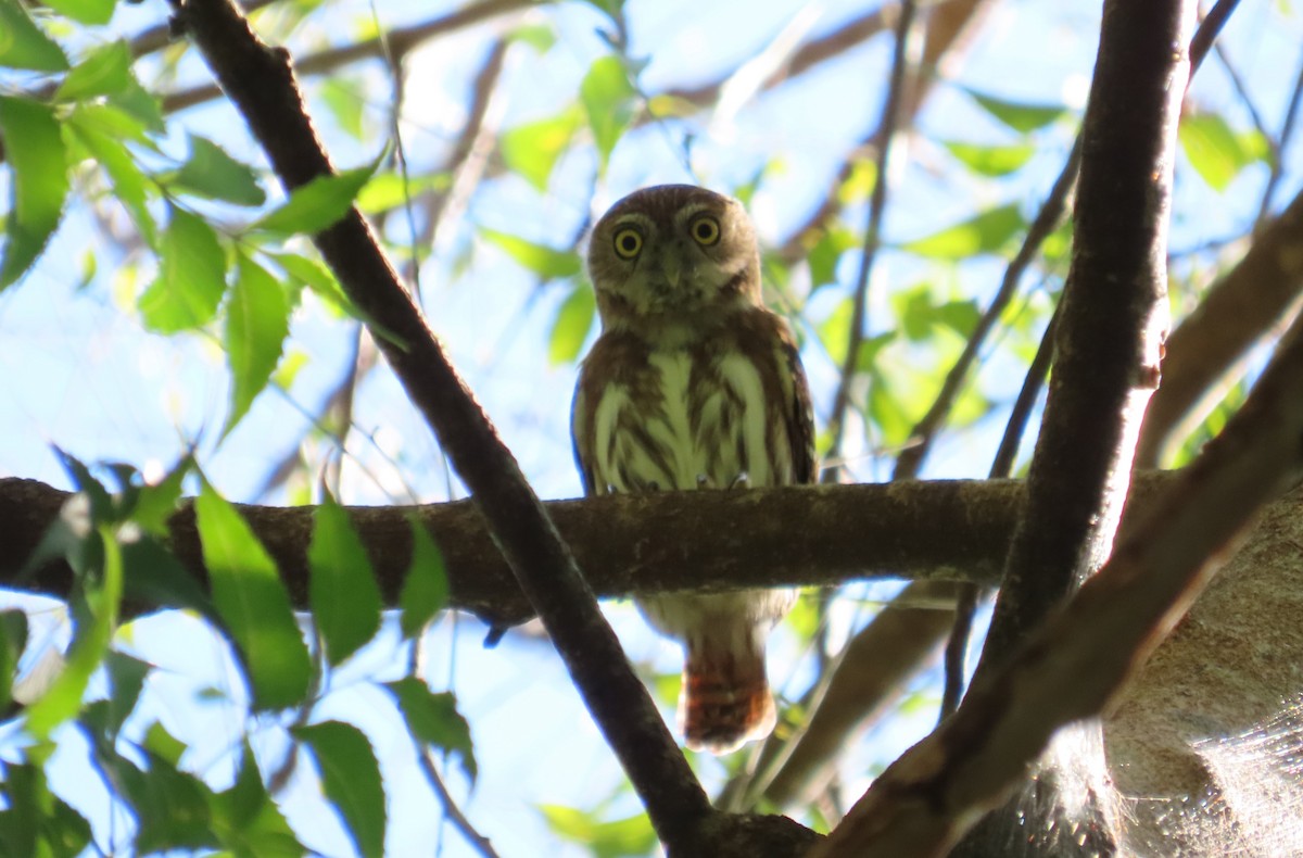 Ferruginous Pygmy-Owl - ML614741972
