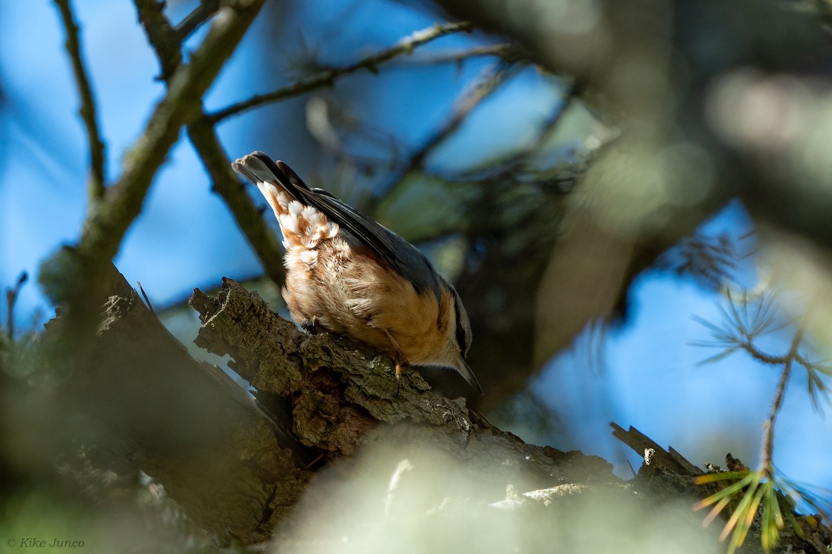 Eurasian Nuthatch - ML614742070