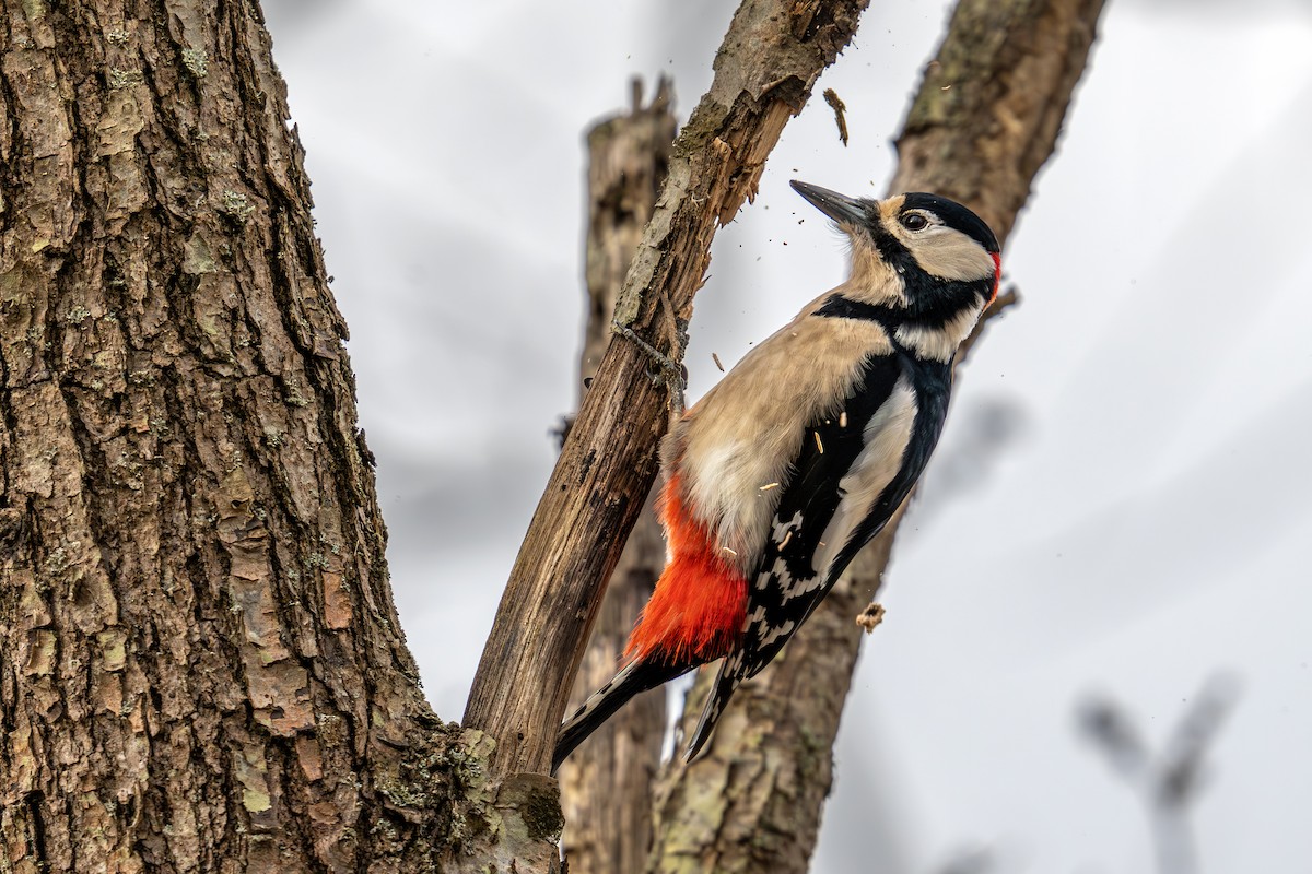 Great Spotted Woodpecker - Levent Uysal