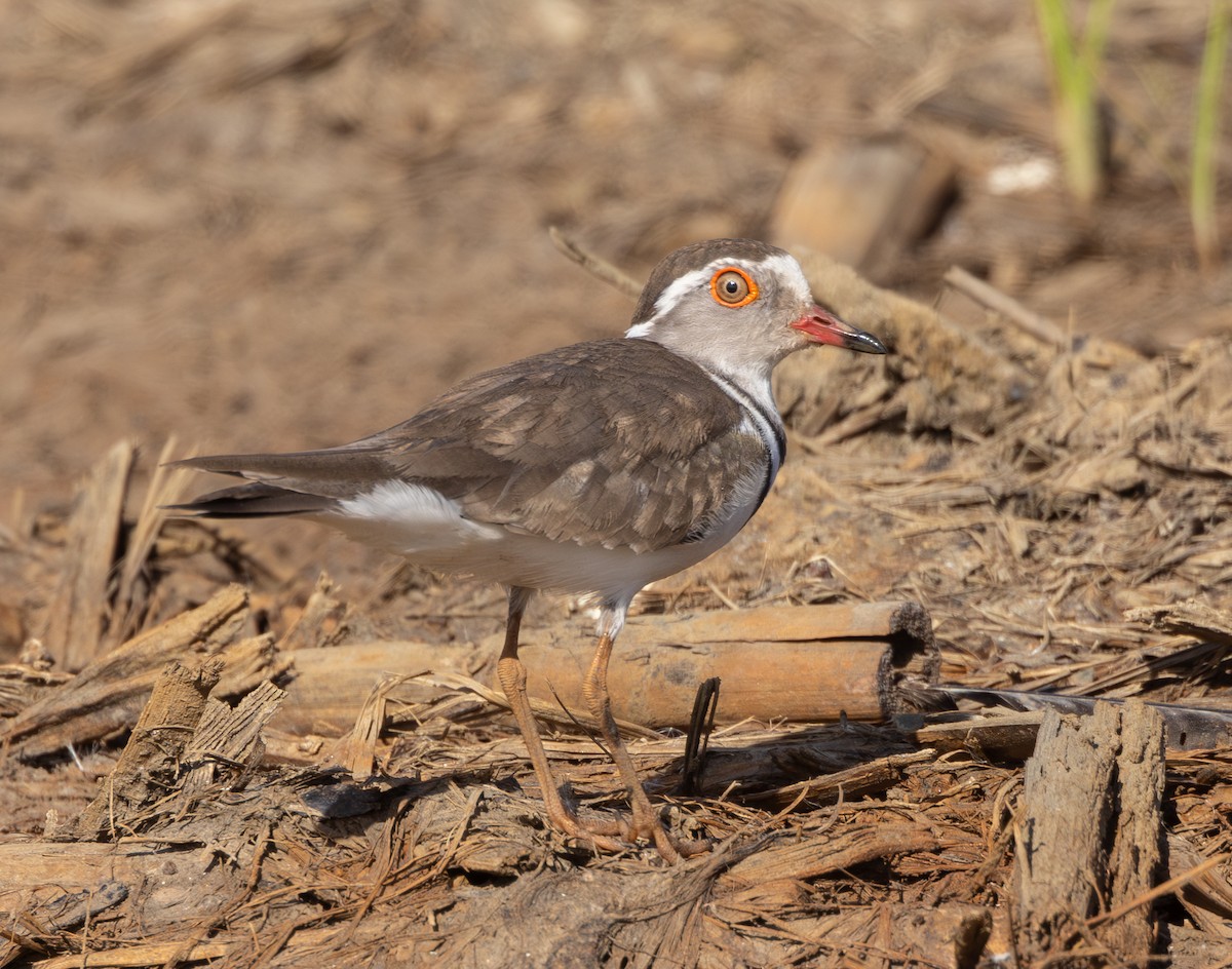 Three-banded Plover - ML614742090