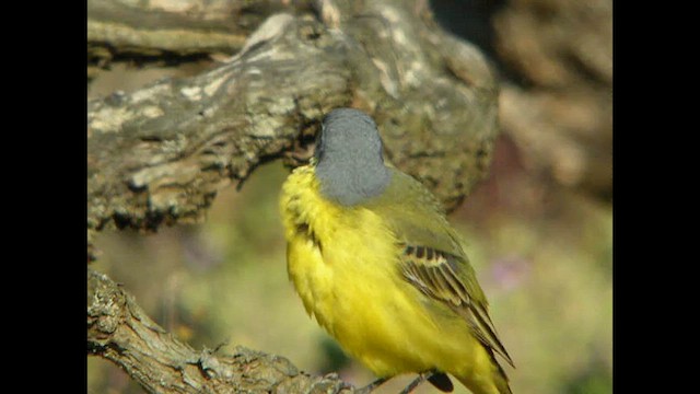 gulerle (cinereocapilla gr.) - ML614742154