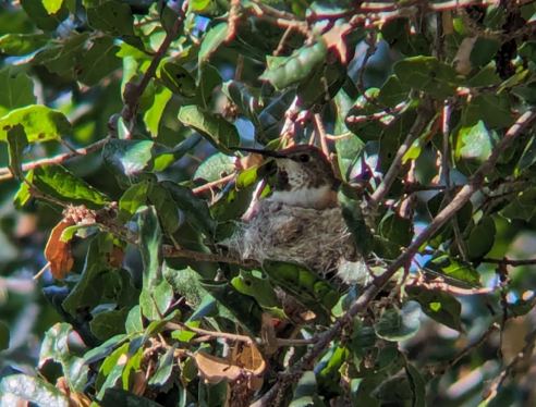 Allen's Hummingbird - ML614742183
