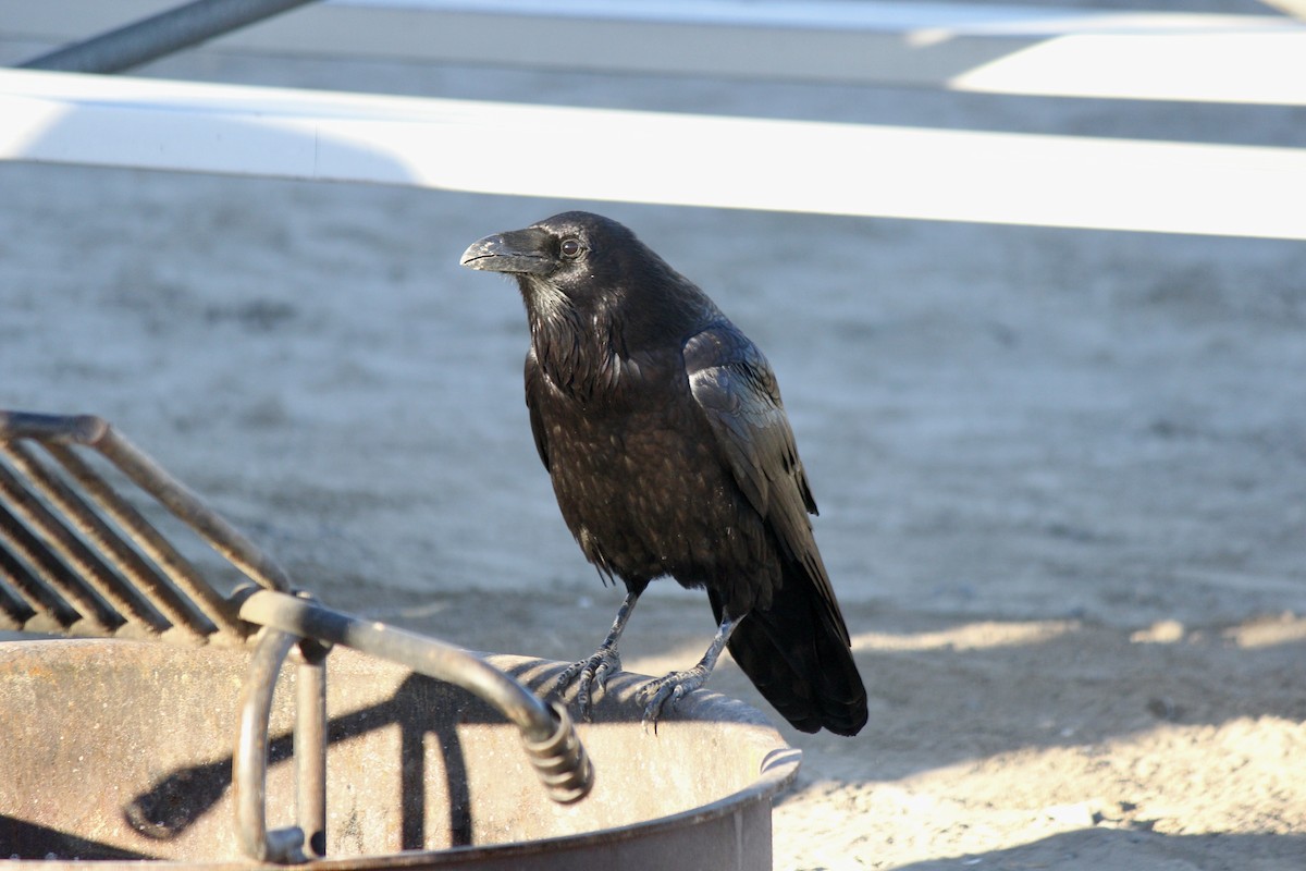 Common Raven - ML614742271