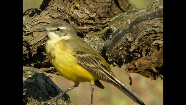 gulerle (cinereocapilla gr.) - ML614742321
