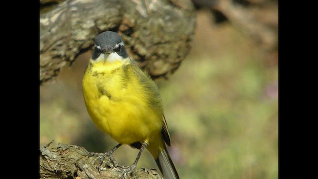 gulerle (cinereocapilla gr.) - ML614742349