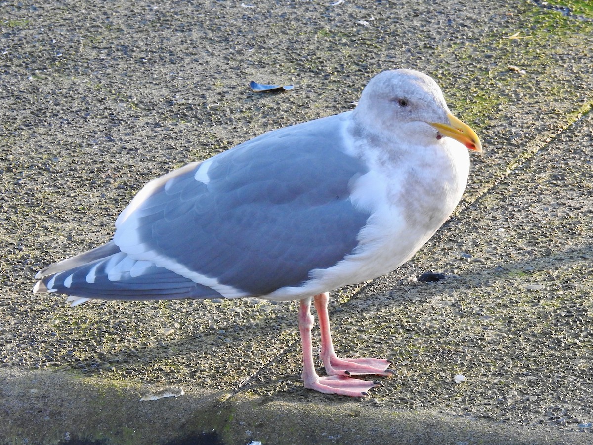 Gaviota de Bering - ML614742407