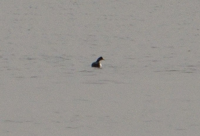 Eared Grebe - ML614742501