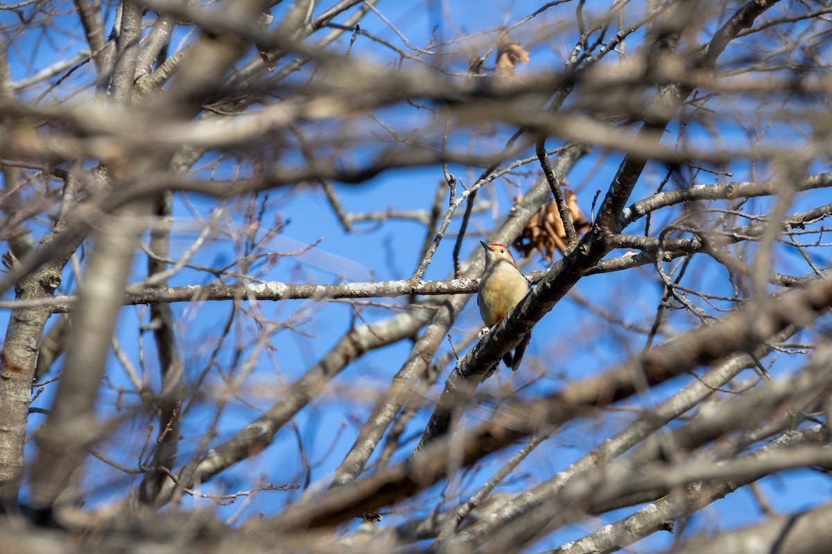 Red-bellied Woodpecker - ML614742530