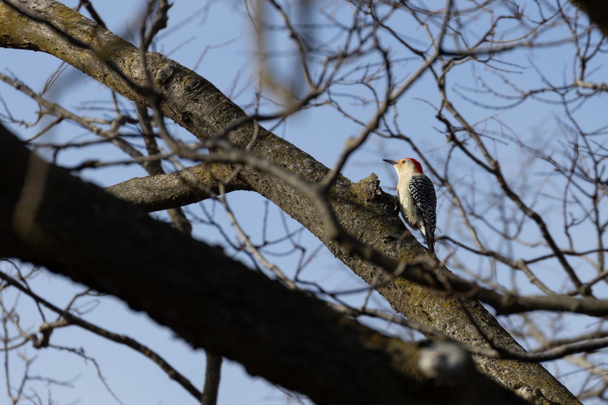 Red-bellied Woodpecker - Matt Newman