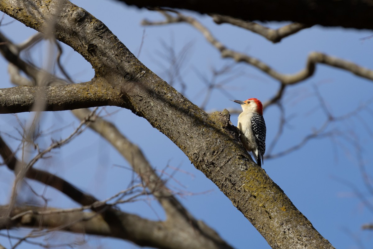 Red-bellied Woodpecker - Matt Newman