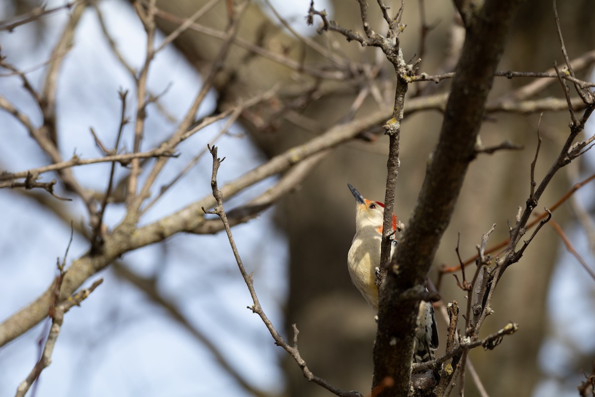 Red-bellied Woodpecker - ML614742534