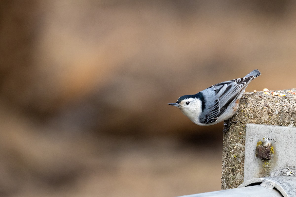 White-breasted Nuthatch - Matt Newman