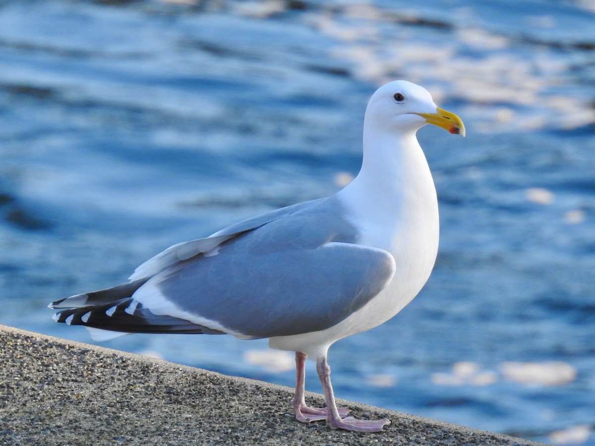 Gaviota Occidental - ML614742559