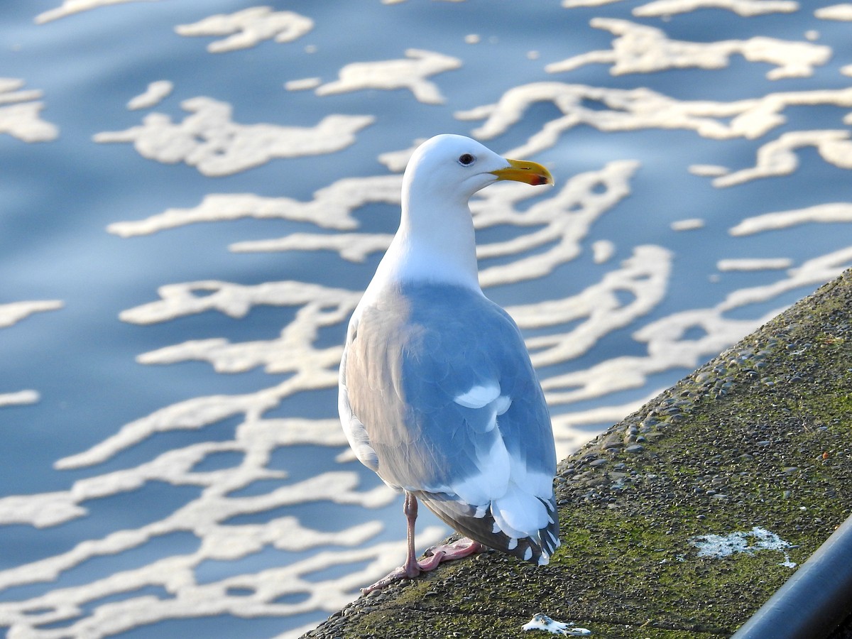 Gaviota Occidental - ML614742624