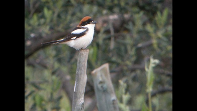 Woodchat Shrike (Western) - ML614742654