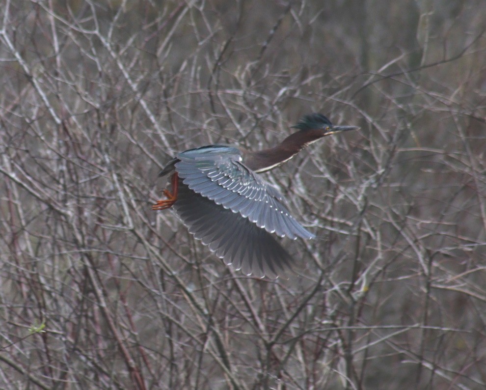 Green Heron - ML614742670