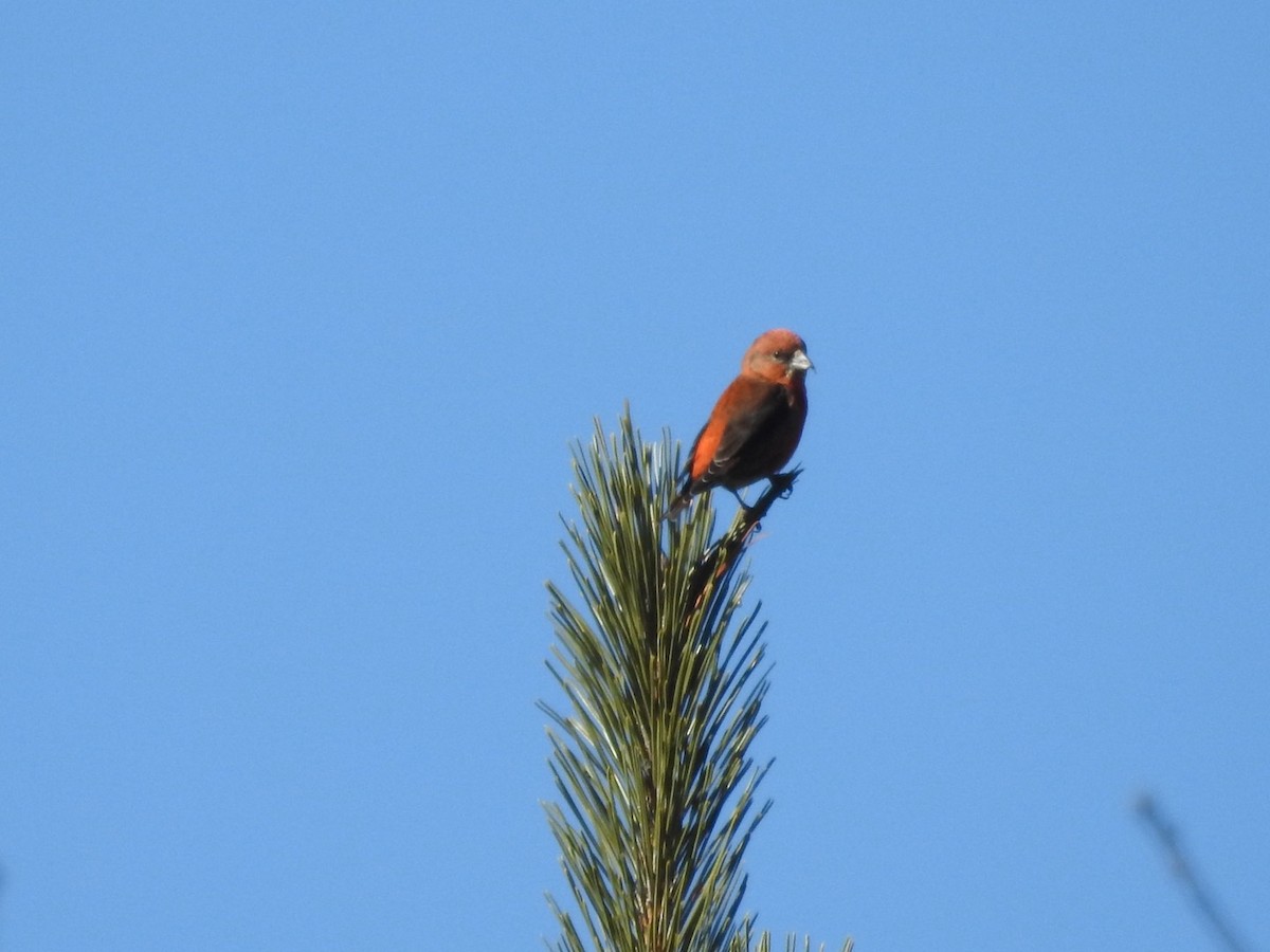 Red Crossbill - Andy McGivern