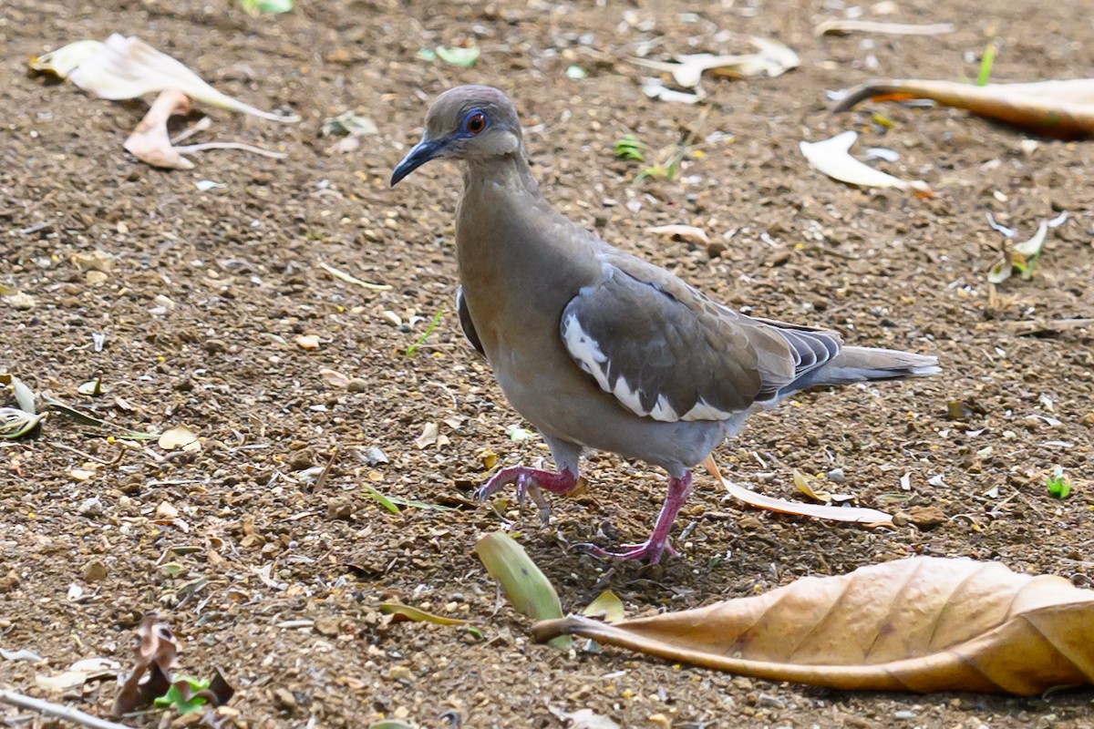 White-winged Dove - Gina Sanders