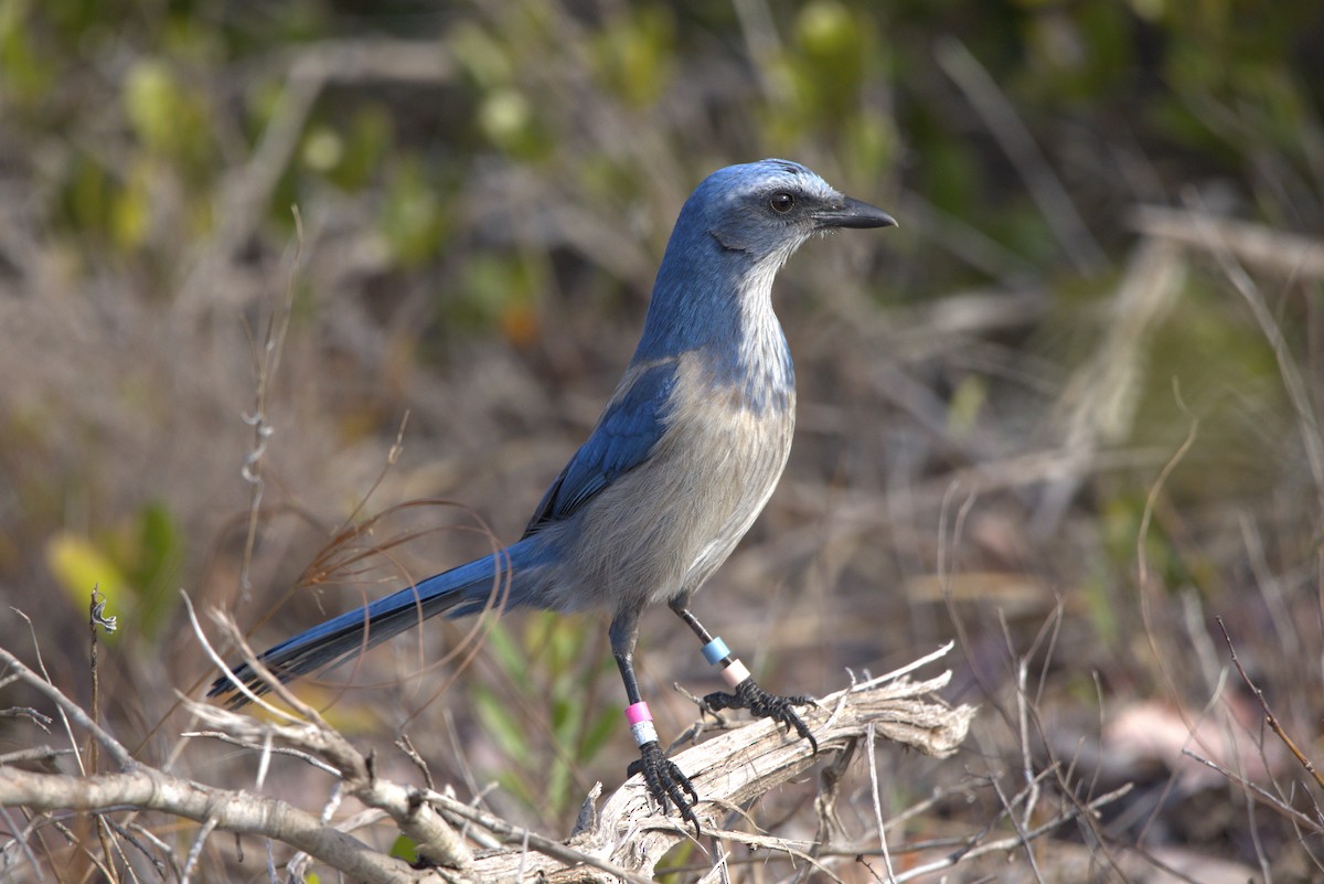 ML614742689 - Florida Scrub-Jay - Macaulay Library