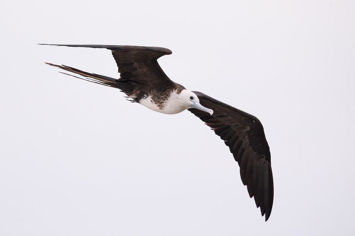 Magnificent Frigatebird - ML614742696