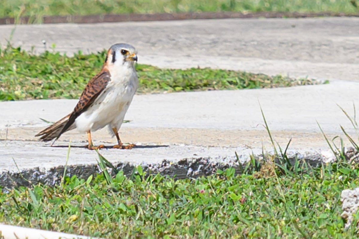 American Kestrel - ML614742704