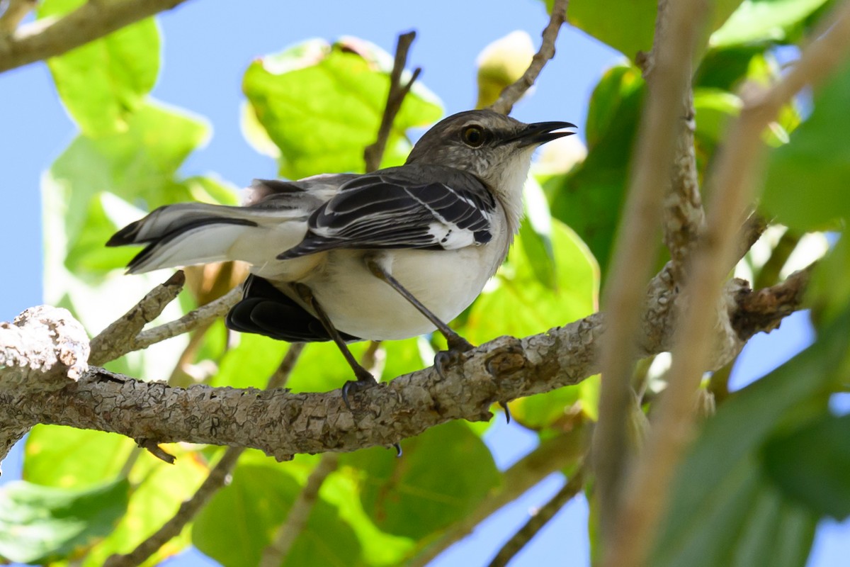 Northern Mockingbird - Gina Sanders