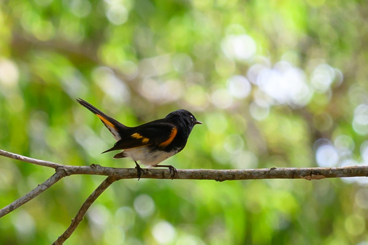 American Redstart - Gina Sanders