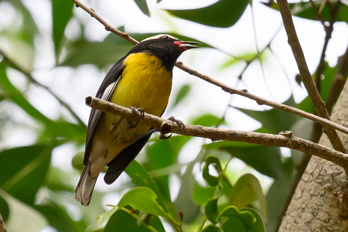 Bananaquit - Gina Sanders