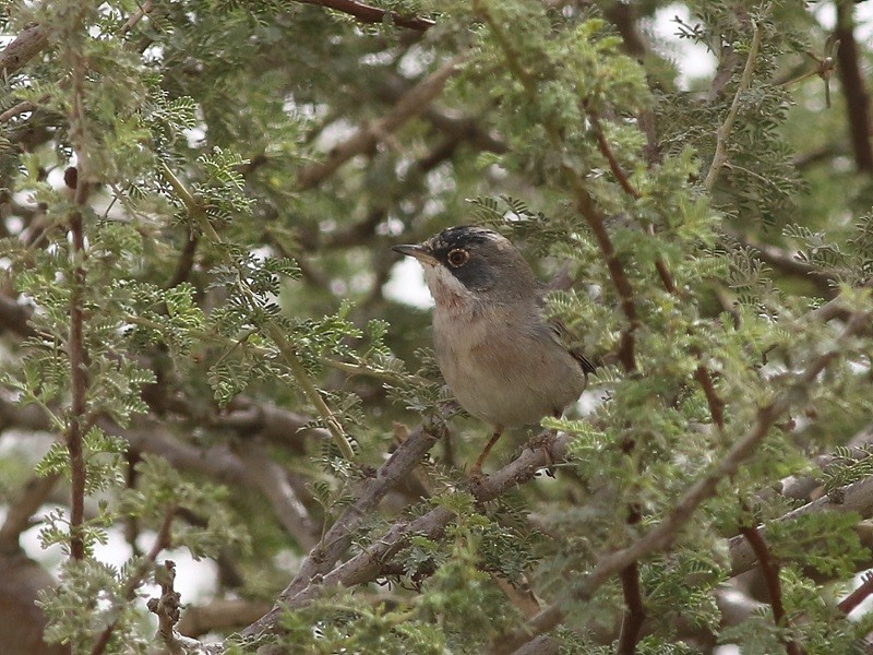 Tamariskengrasmücke - ML614742749