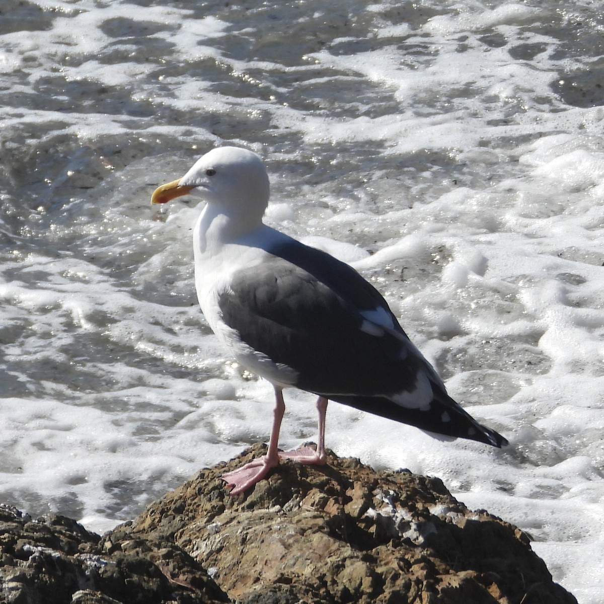 Western Gull - ML614742760