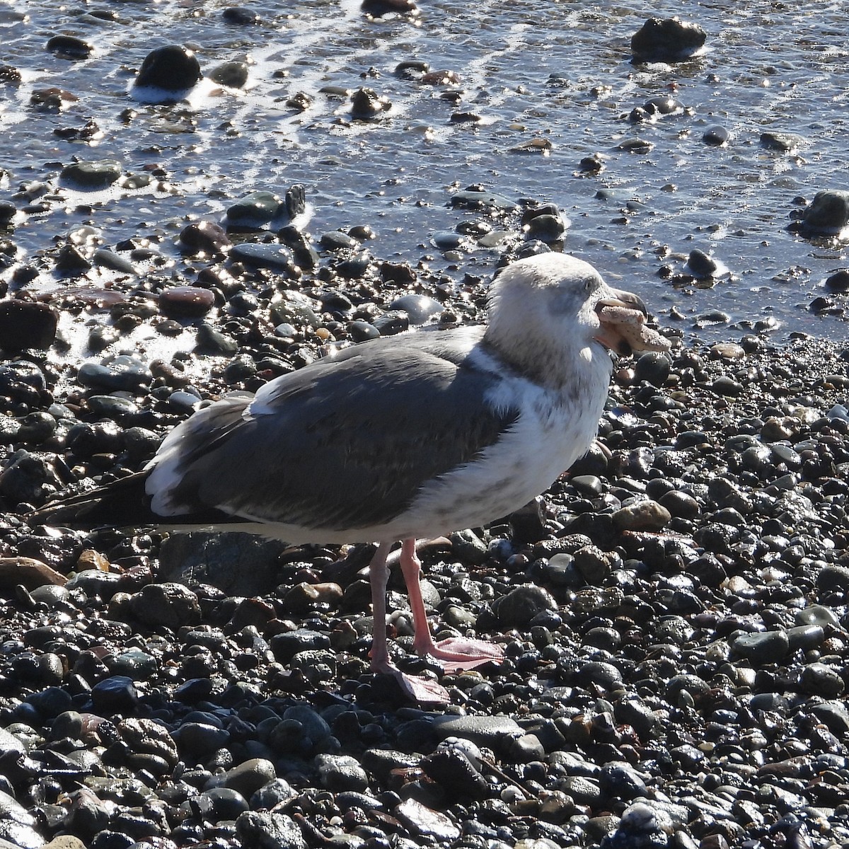 Gaviota Occidental - ML614742773