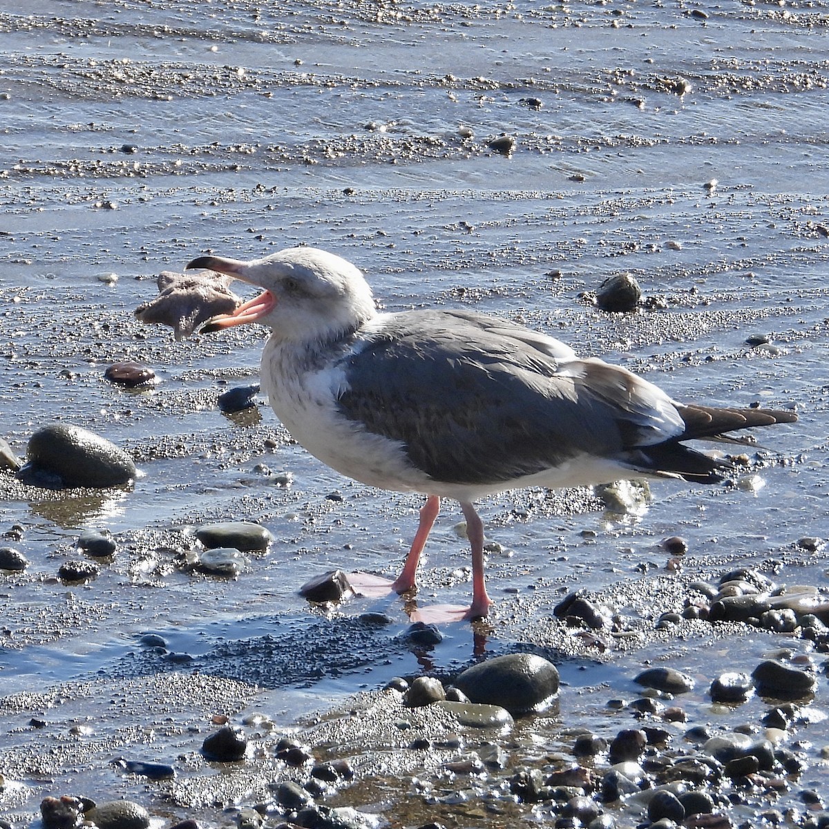 Goéland d'Audubon - ML614742779