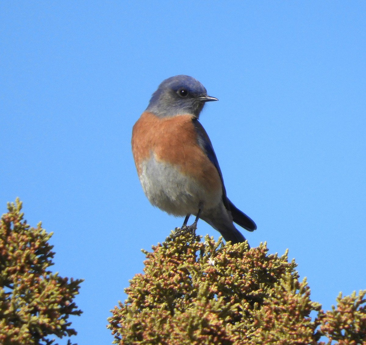 Western Bluebird - Doug Spindler