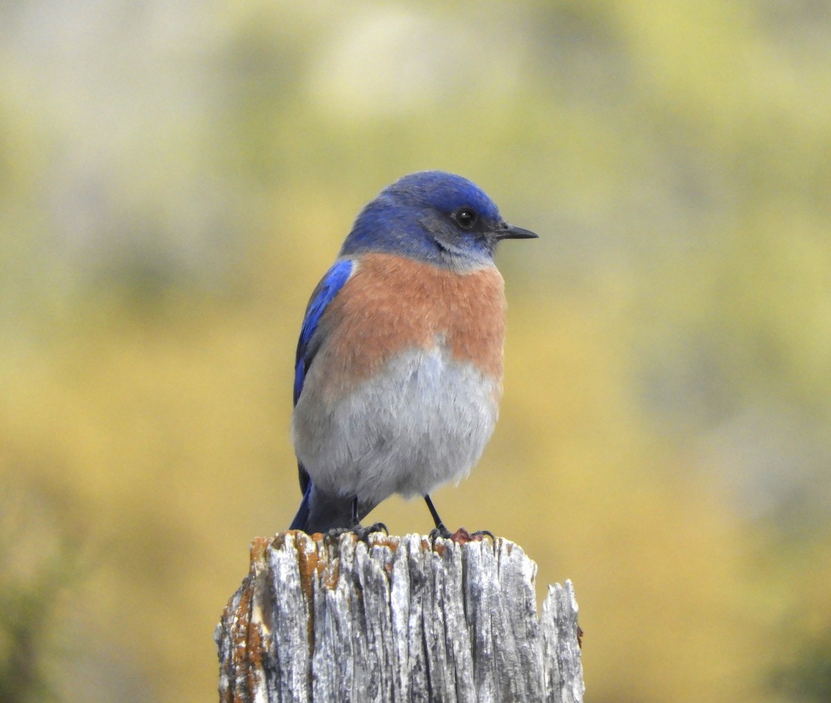 Western Bluebird - Doug Spindler