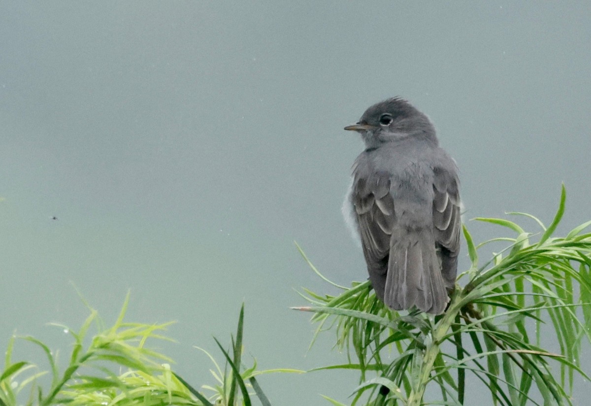 Slaty Elaenia - ML614742811