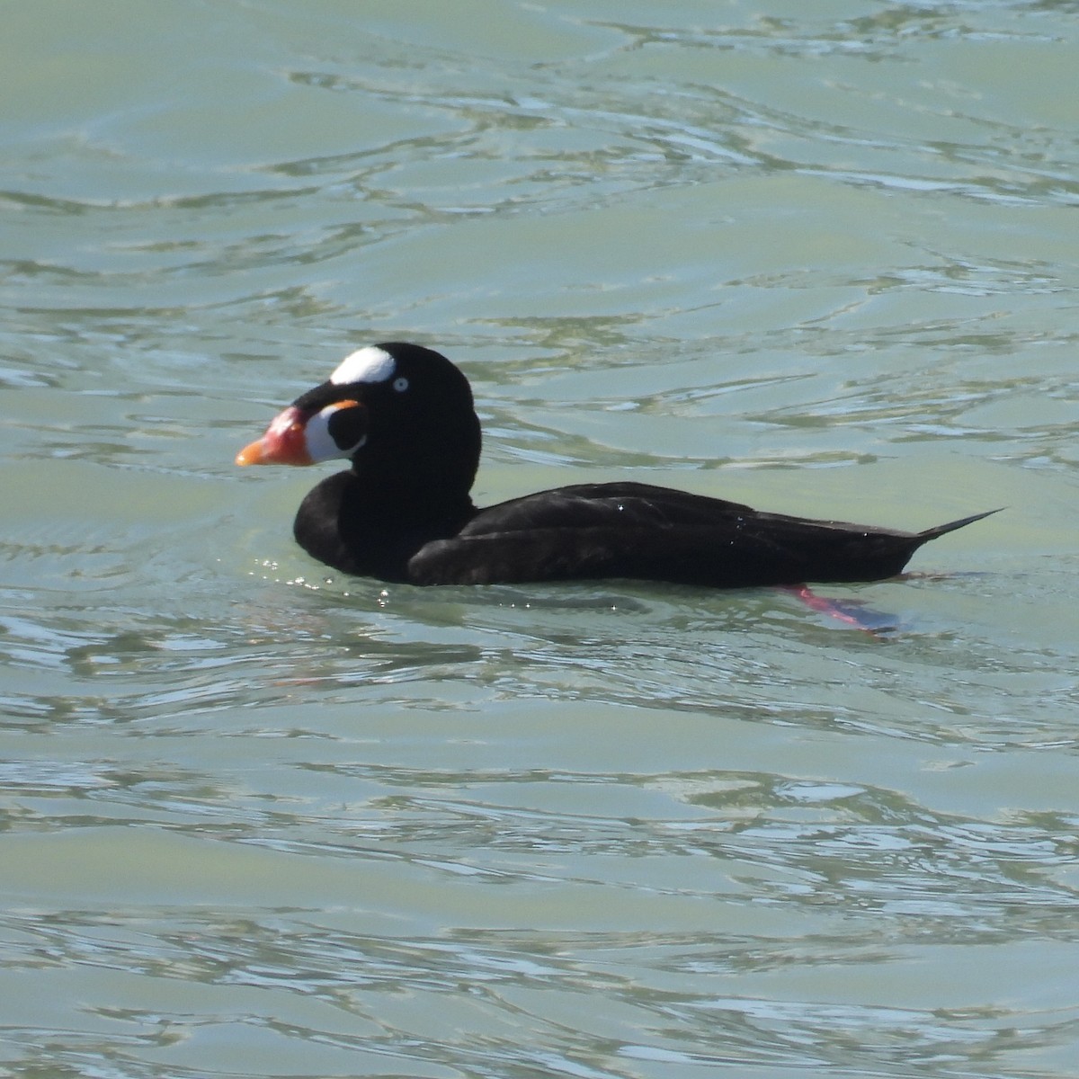 Surf Scoter - ML614742813