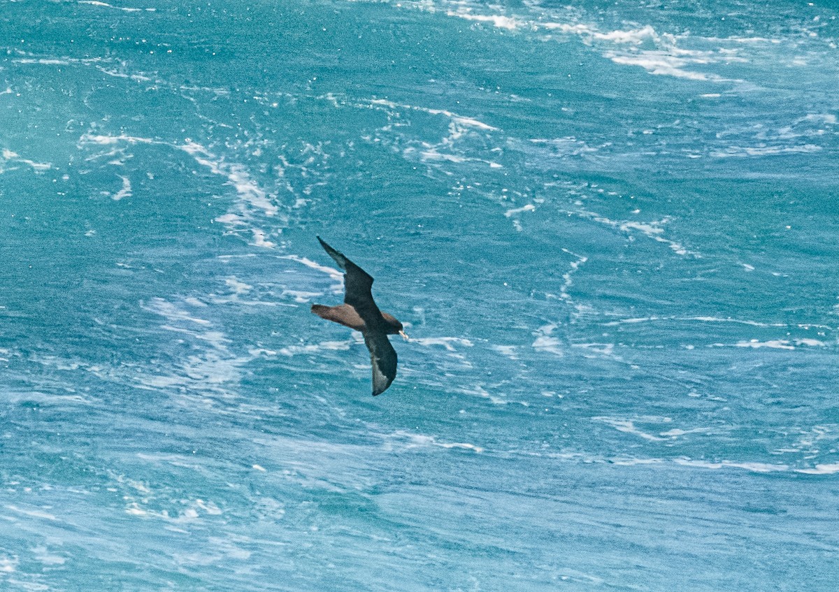 White-chinned Petrel - Bert Filemyr