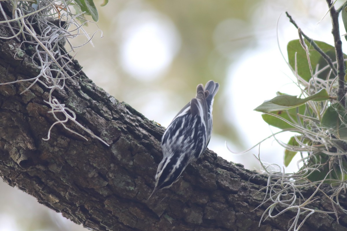 Black-and-white Warbler - Margaret Viens