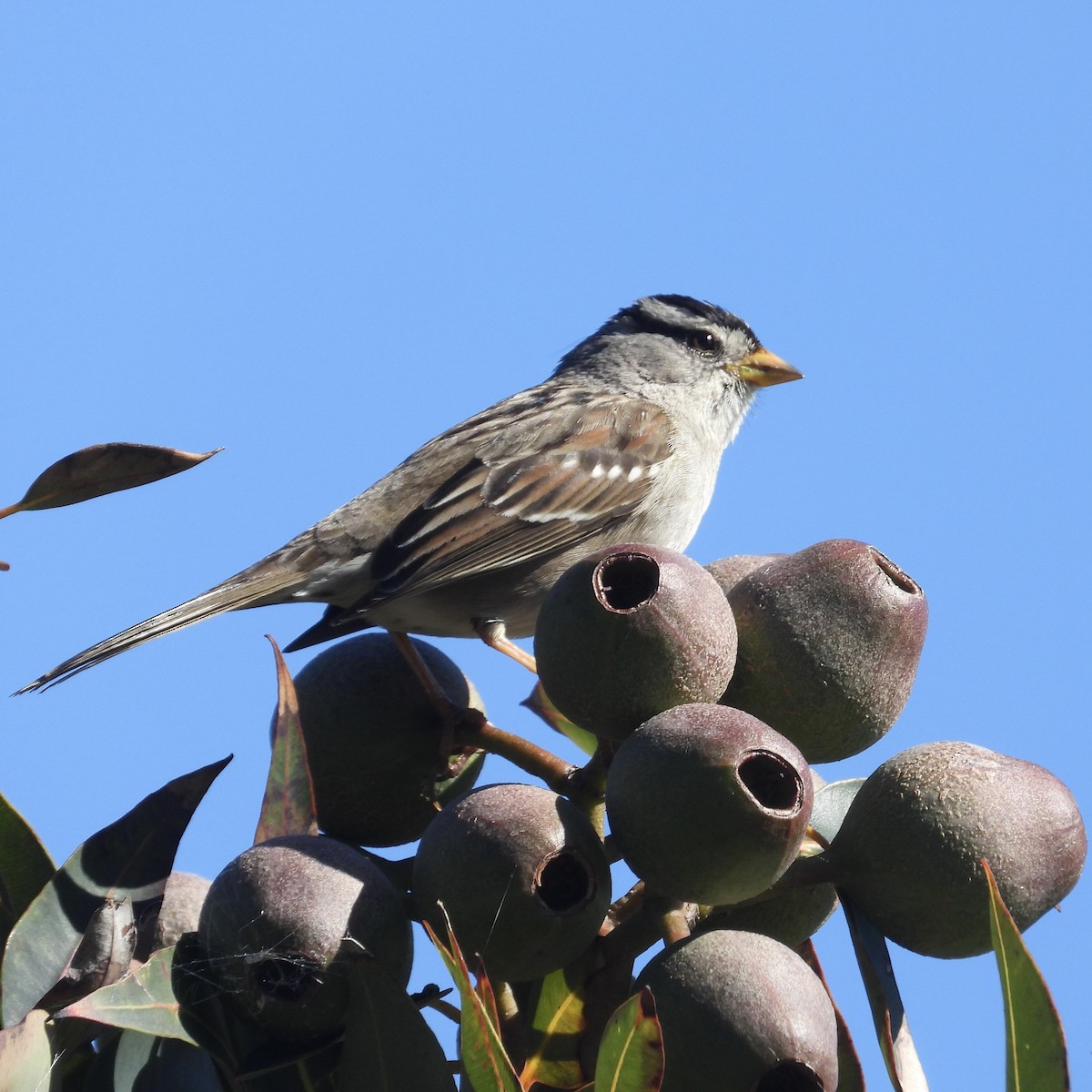 Bruant à couronne blanche - ML614742909