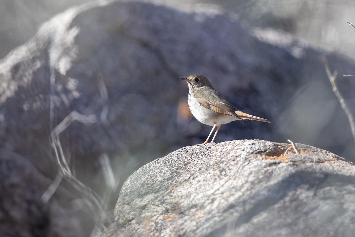 Hermit Thrush - ML614742935